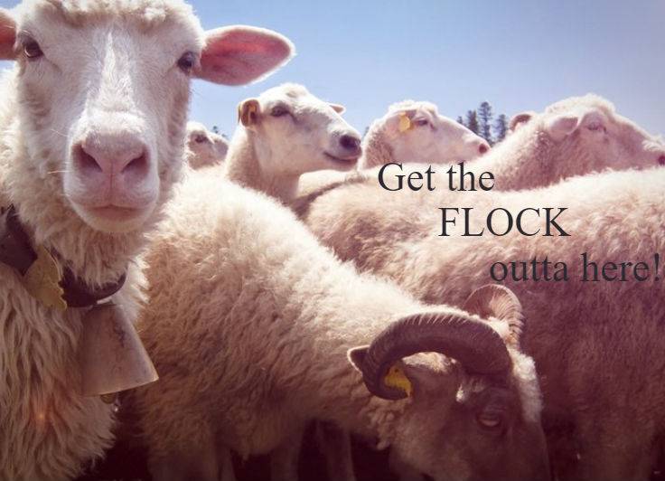 Flock