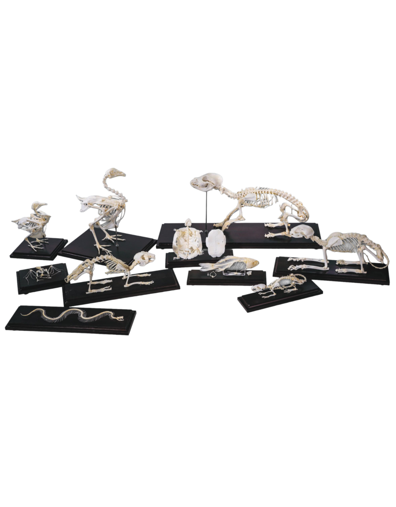Animal Skeletons