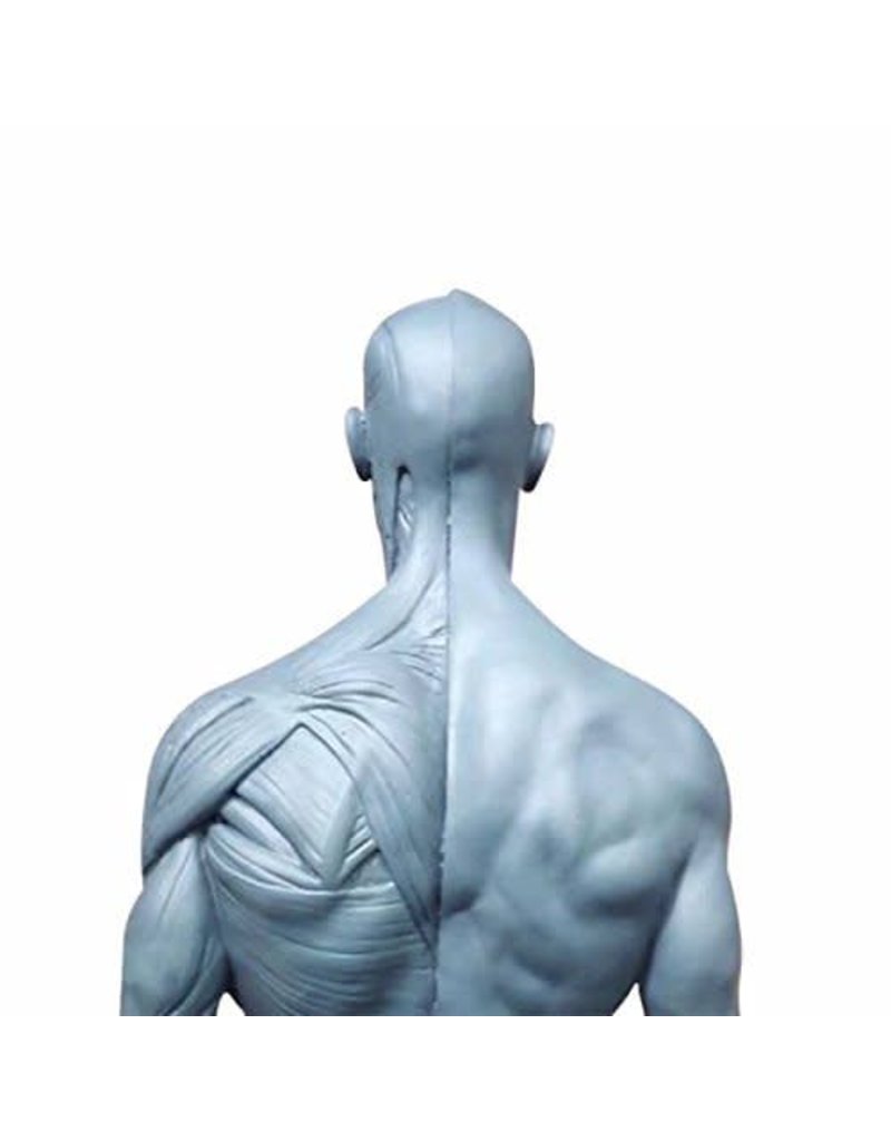 Écorchés (Flayed Subjects)
