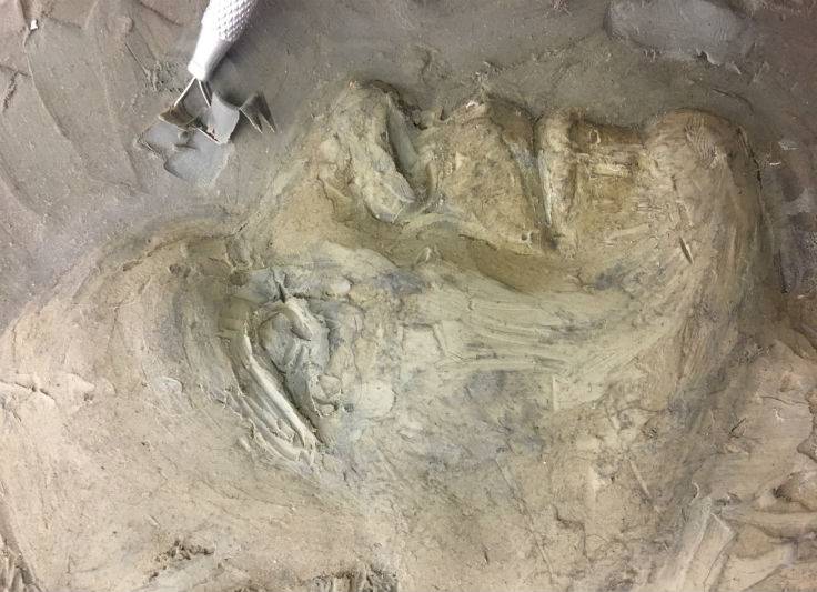 Oil Based Clay - Sulfurated