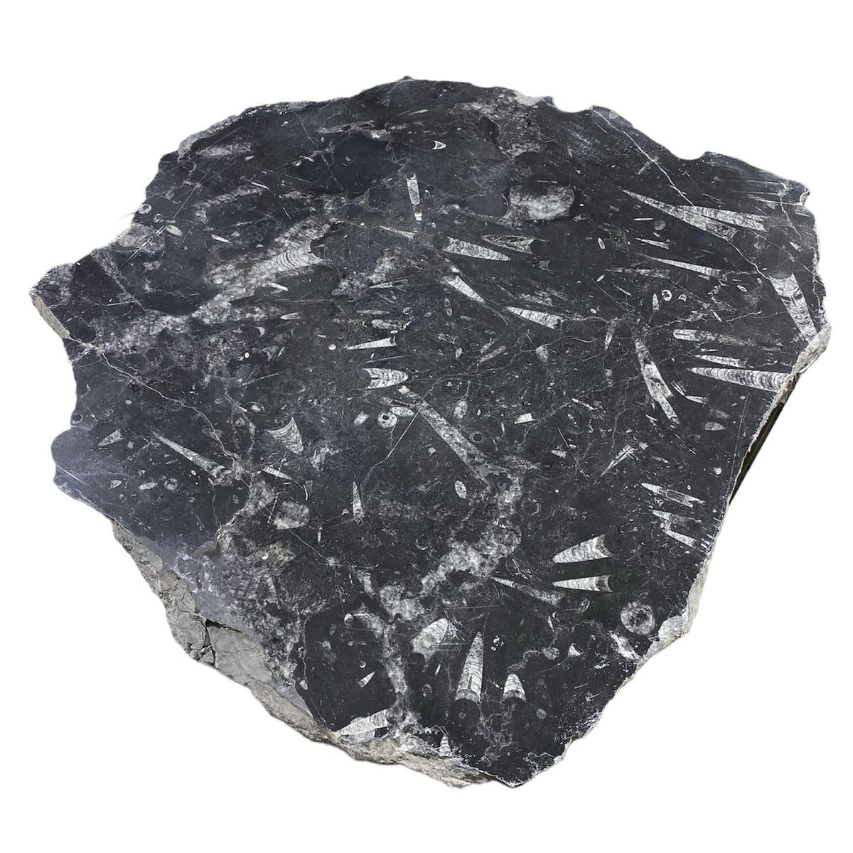 41lb Fossil Stone 24x27" #381016