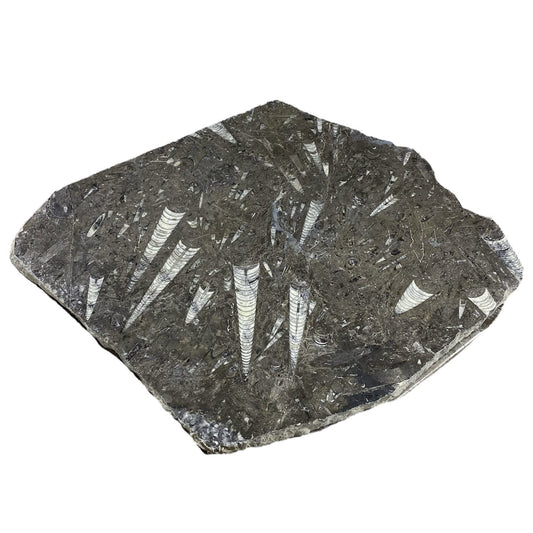 Batu Fosil 22lb 17x18" #381018