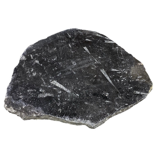 Batu Fosil 13lb 14x16" #381020