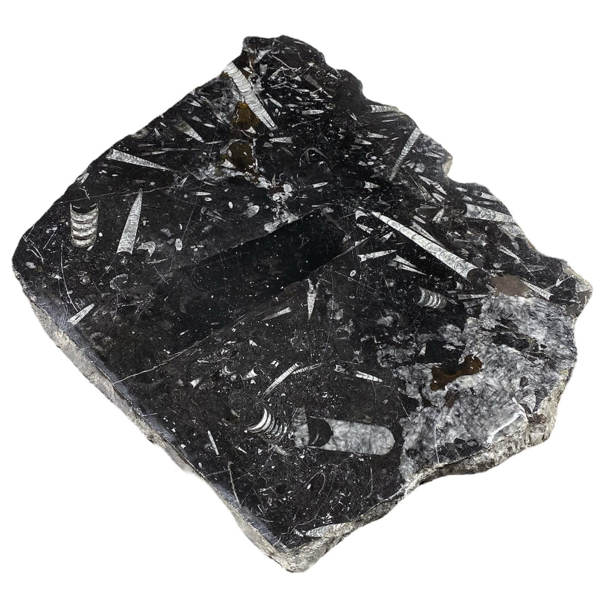 18lb Fossil Stone 14x17" #381021