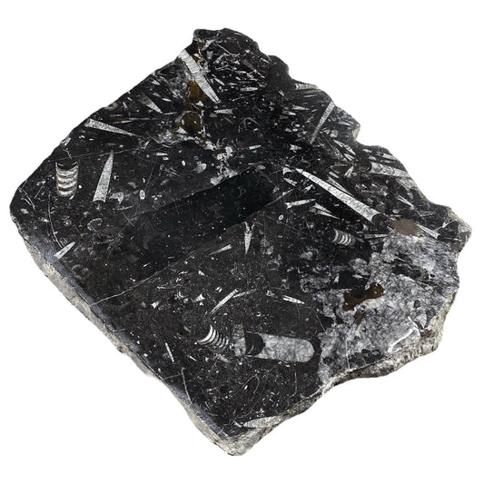 Batu Fosil 18lb 14x17" #381021