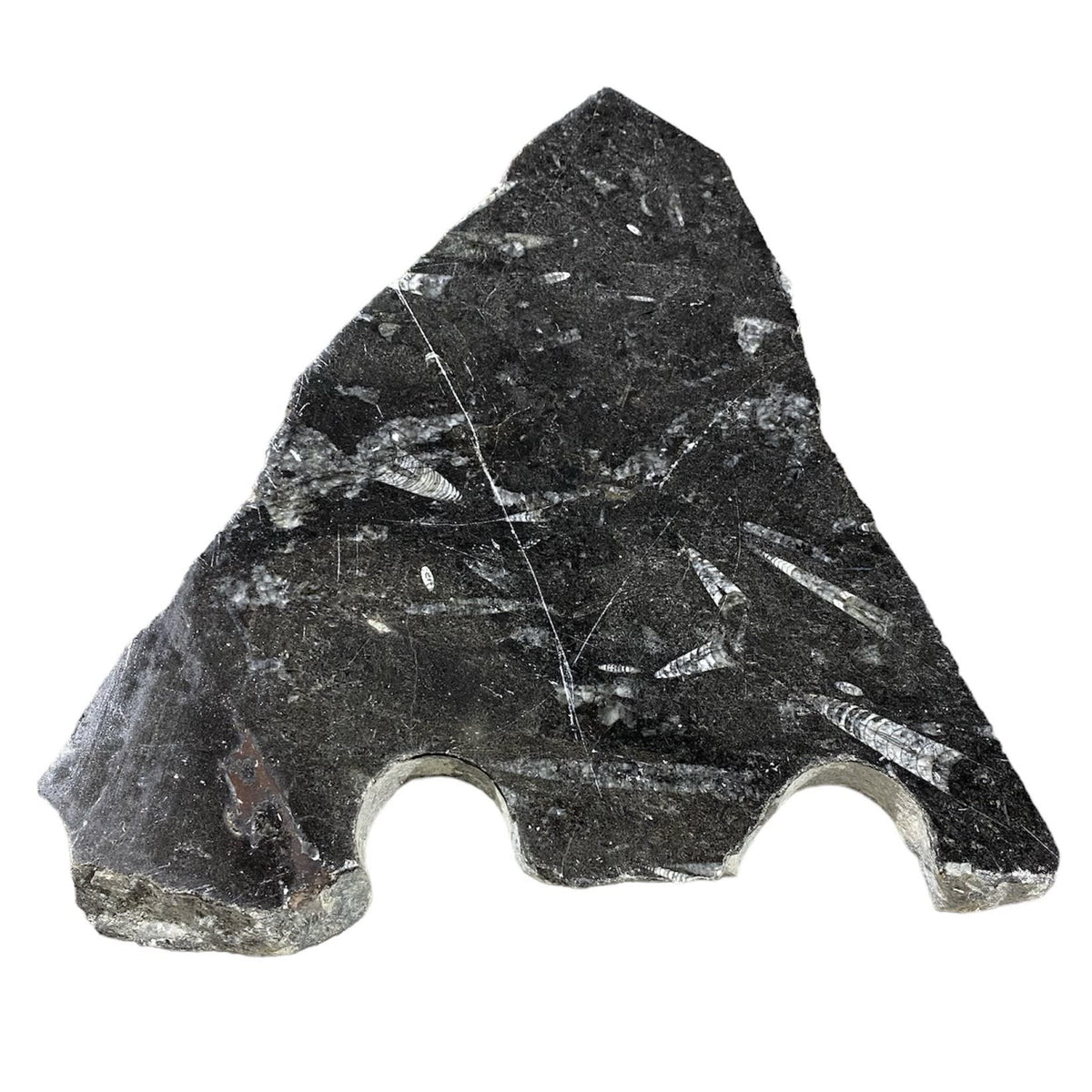 Batu Fosil 4lb 7x10" #381022