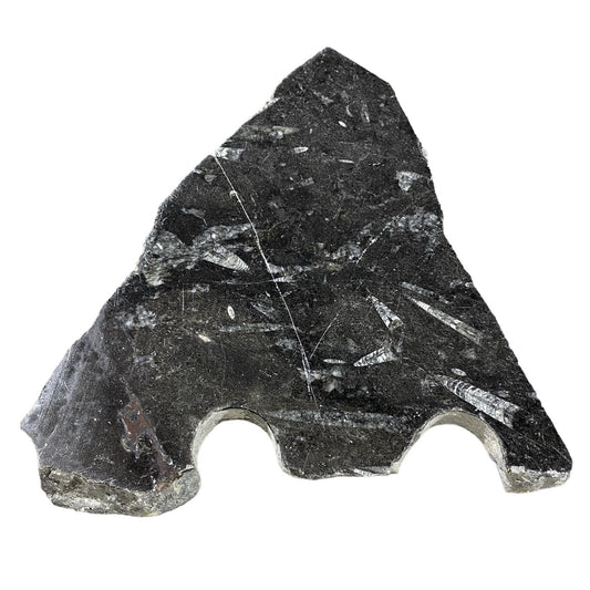 Batu Fosil 4lb 7x10" #381022