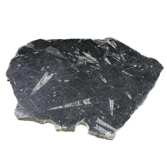 Batu Fosil 17lb 14x18 #381023