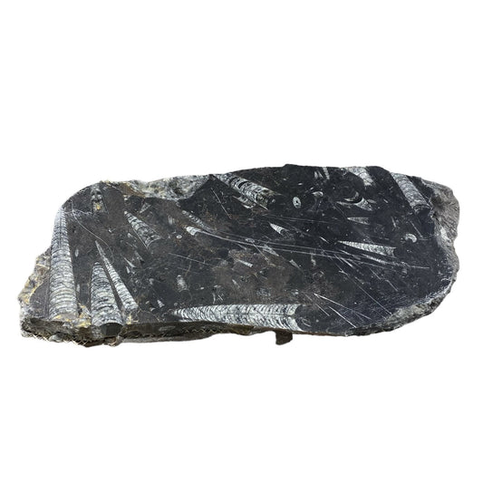 Batu Fosil 9lb 9x16 #381024