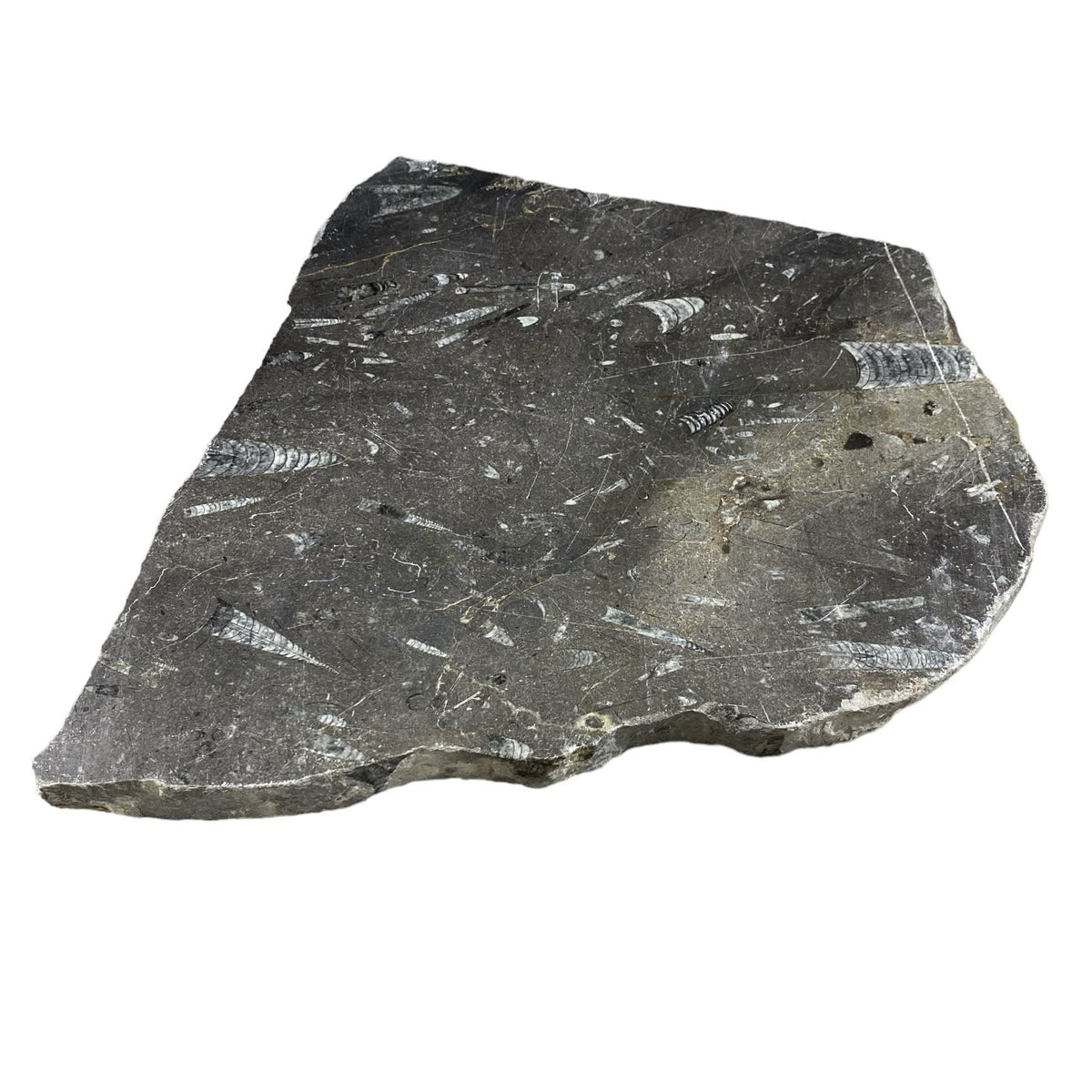 Batu Fosil 8lb 10x11 #381025