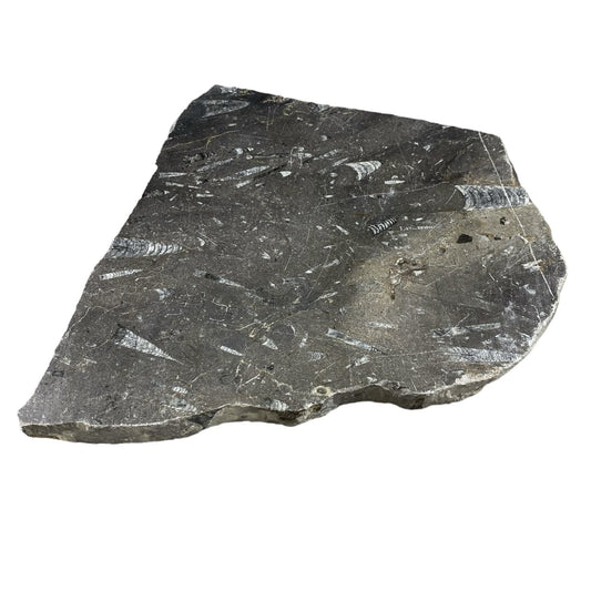 Batu Fosil 8lb 10x11 #381025