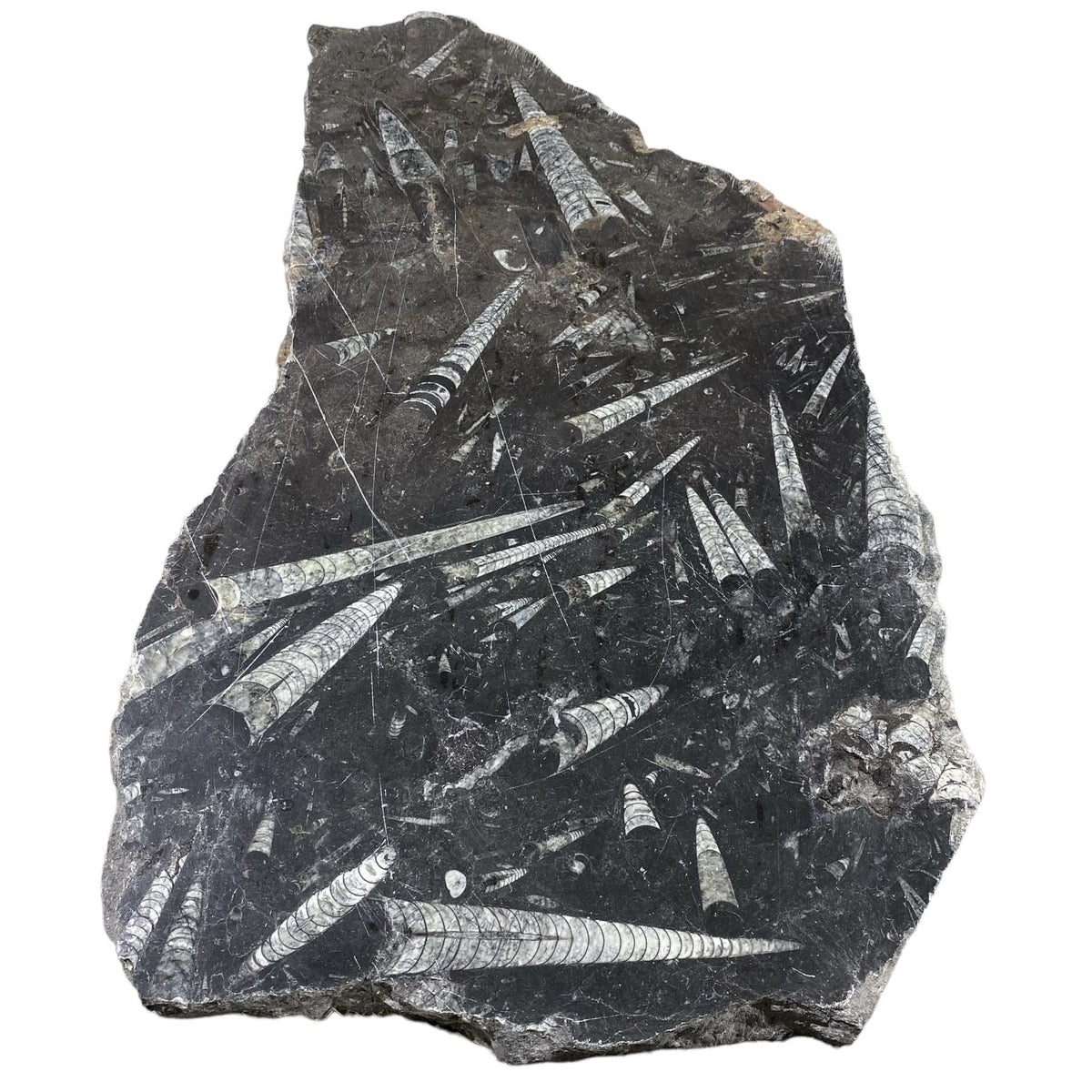 22lb Fossil Stone 13x26 #381026