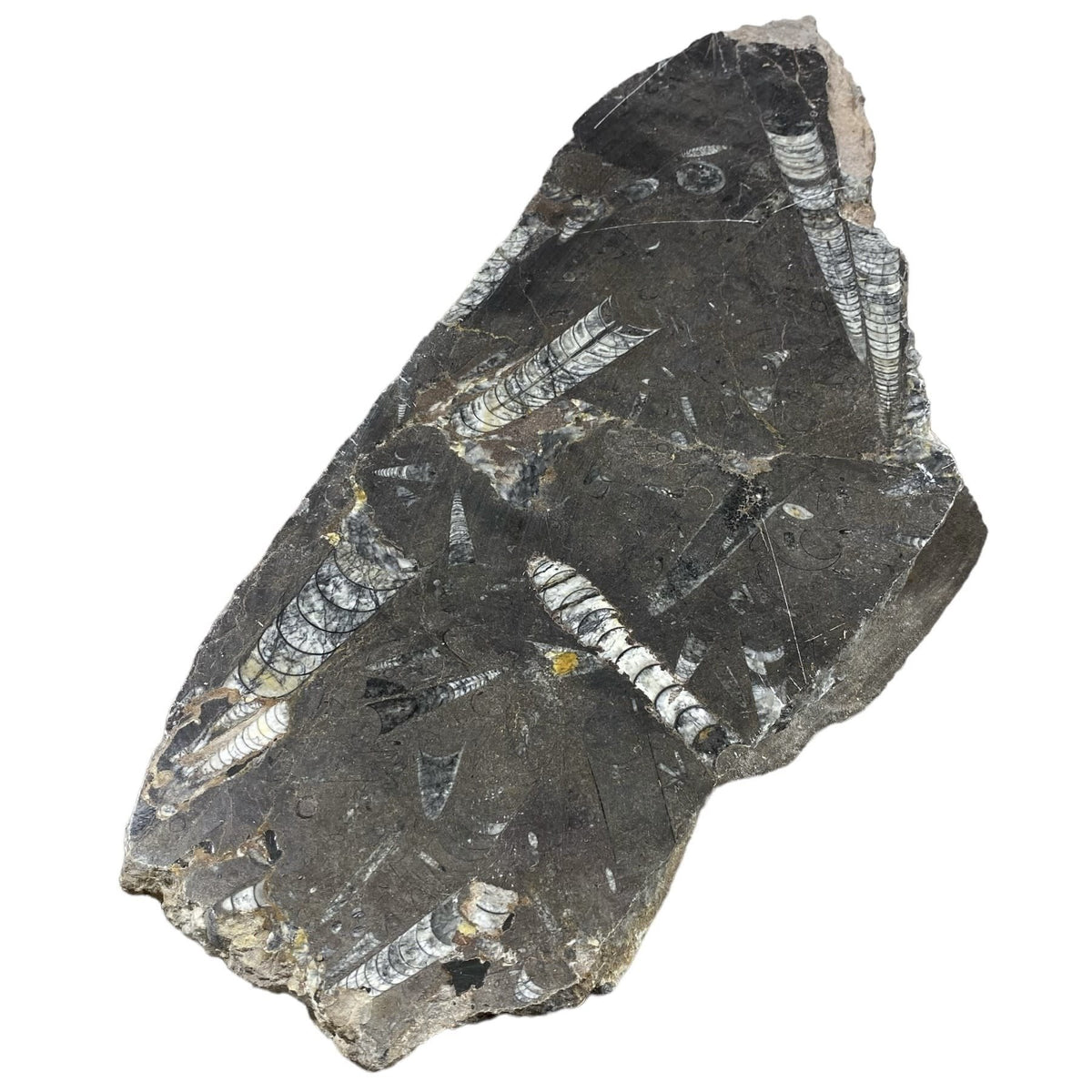 Batu Fosil 7lb 7x17 #381027