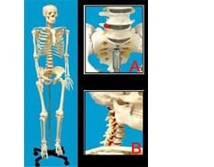 Human Skeleton Life-size Plastic 66in