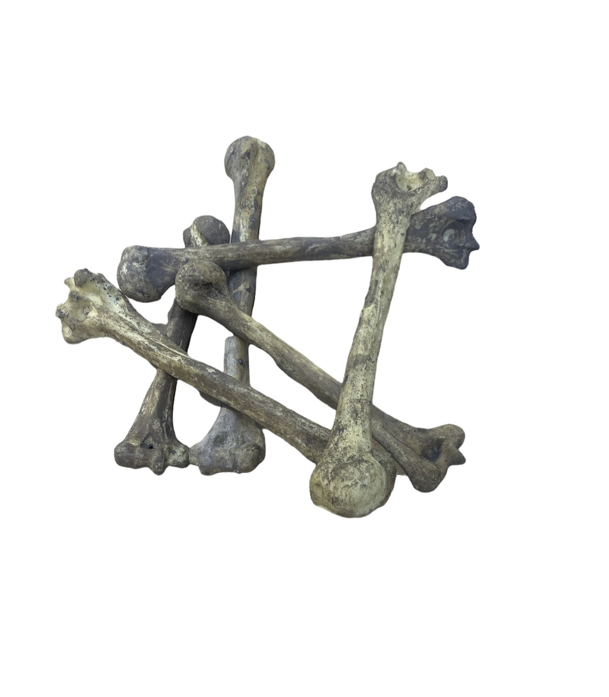 Tibia  Bone Replica Foam