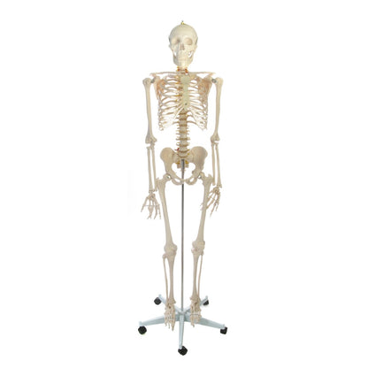 Human Skeleton Life-size Plastic 66in