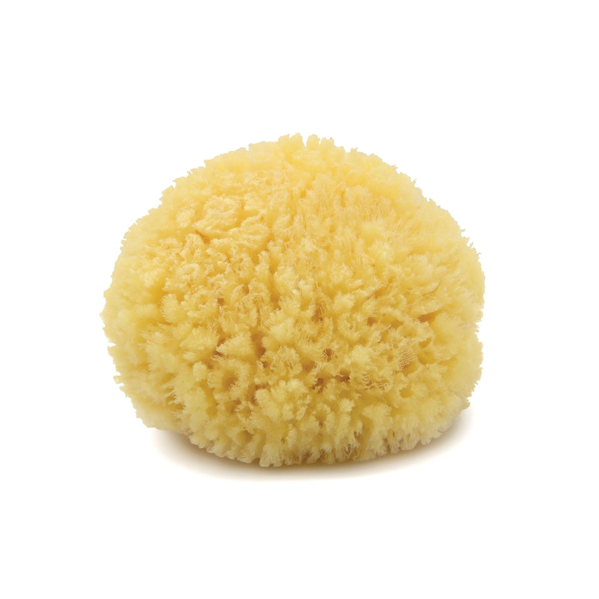 Neptune™ Caribbean Sea Sponges