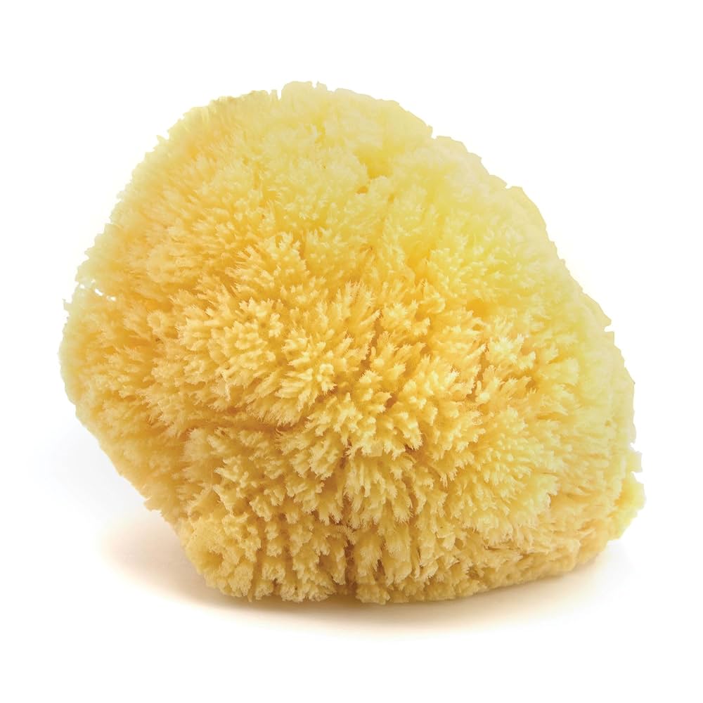 Neptune™ Caribbean Sea Sponges