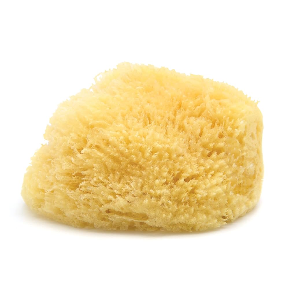 Neptune™ Caribbean Sea Sponges