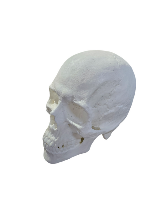 Human Skull: Antomical Resin Replica Life-sized