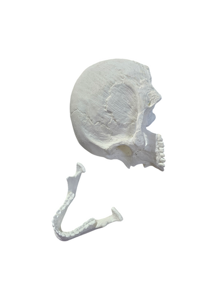 Human Skull: Antomical Resin Replica Life-sized