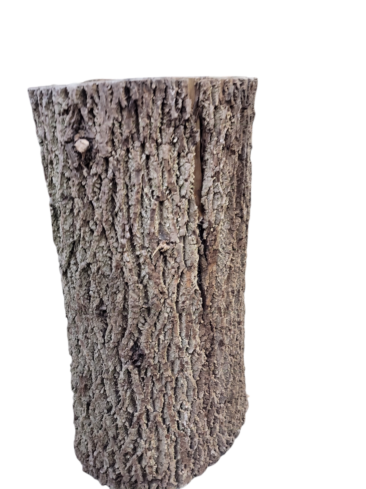 Black Walnut Log Full Bark 16x12x30H 73lbs