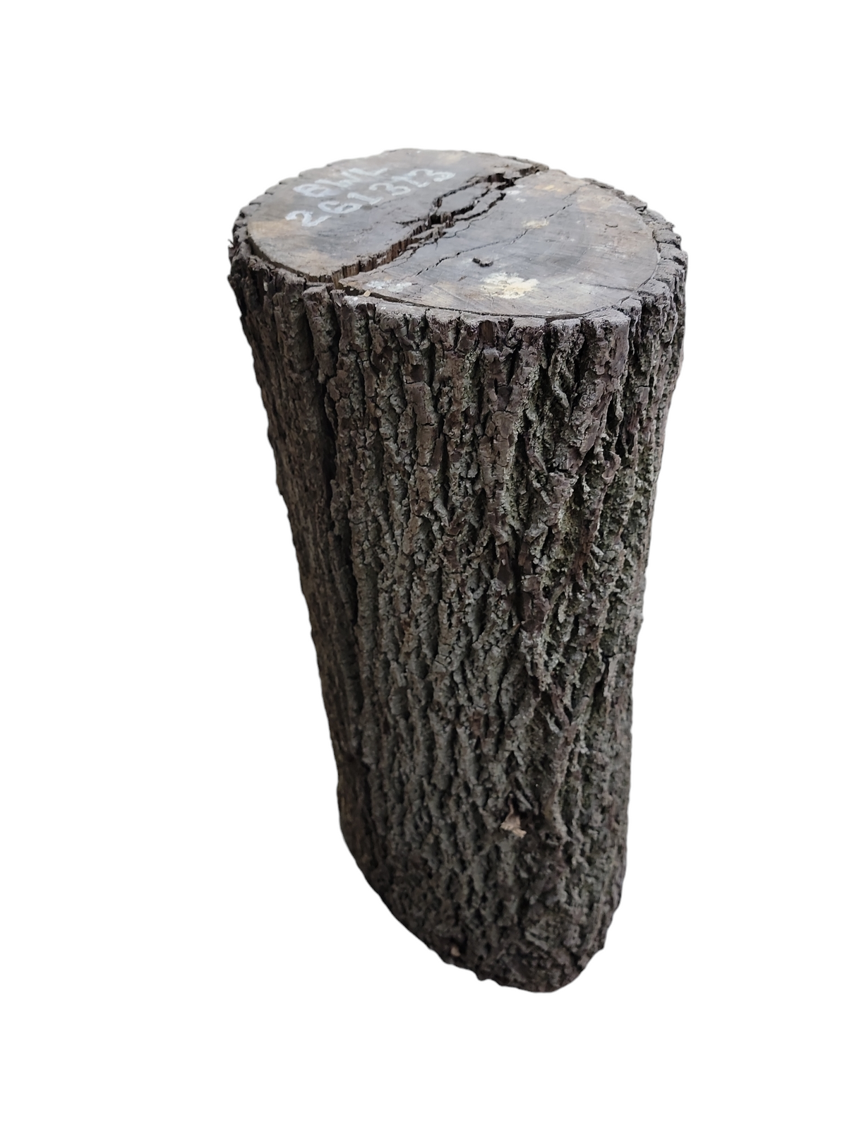 Black Walnut Log Full Bark 16x12x30H 73lbs