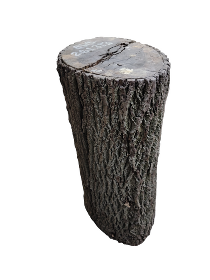 Black Walnut Log Full Bark 16x12x30H 73lbs