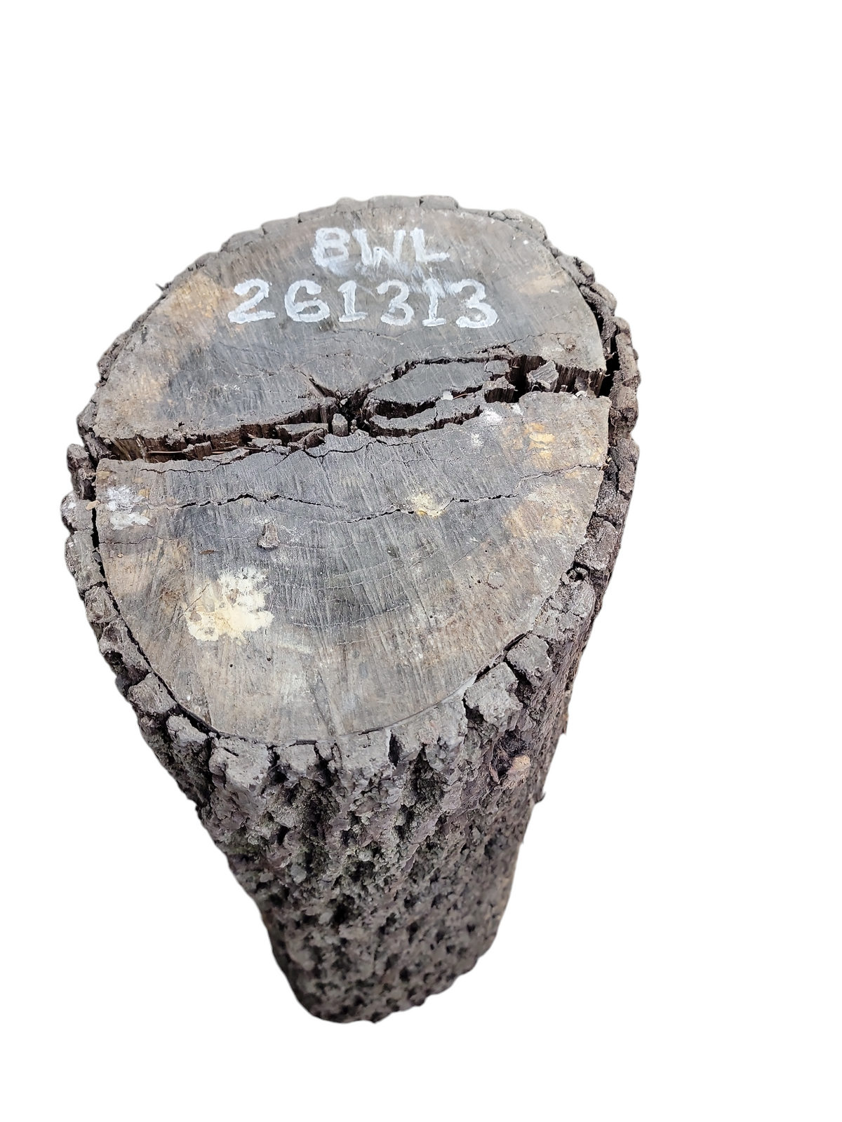 Black Walnut Log Full Bark 16x12x30H 73lbs