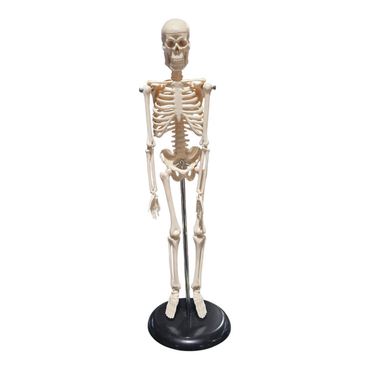 Rangka Manusia ~17" (42cm) Plastik