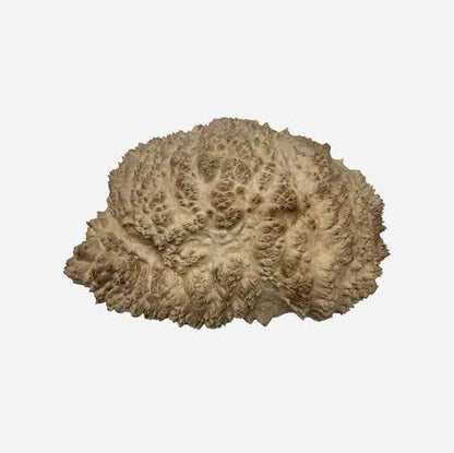 Red Mallee Burl Cap #405, 12 x 8 x 2 1/2 inches, 4.90 lbs