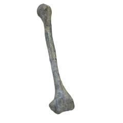 Damar Replika Tulang Tibia