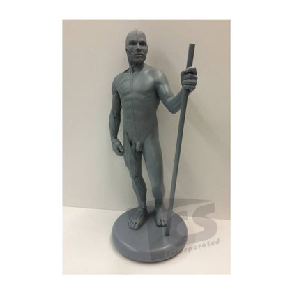lelaki ecorche resin 12".