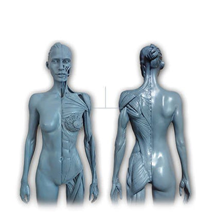 Ecorche Female Figure 12in