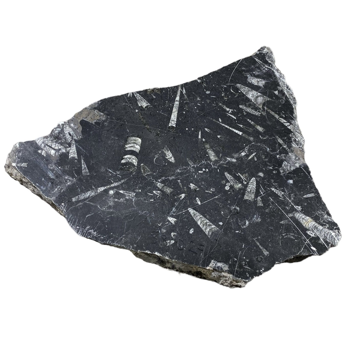 Batu Fosil 9lb 12x14 #381029