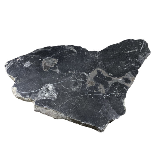 Batu Fosil 12lb 12x20 #381030