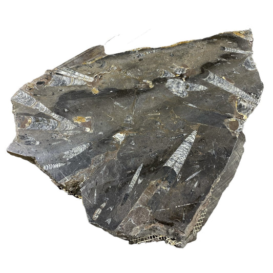 Batu Fosil 14lb 14x21 #381033
