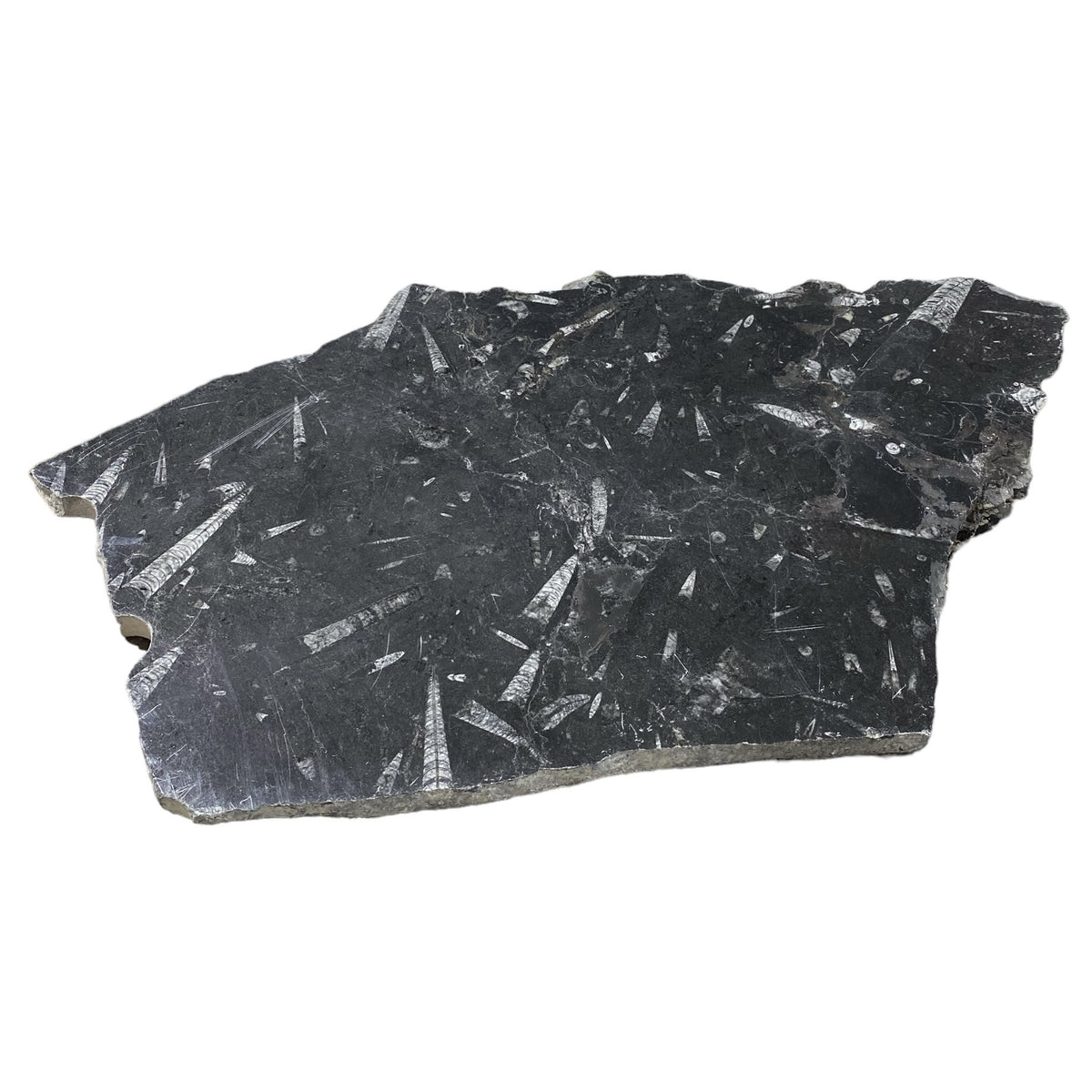 22lb Fossil Stone 15x27 #381035