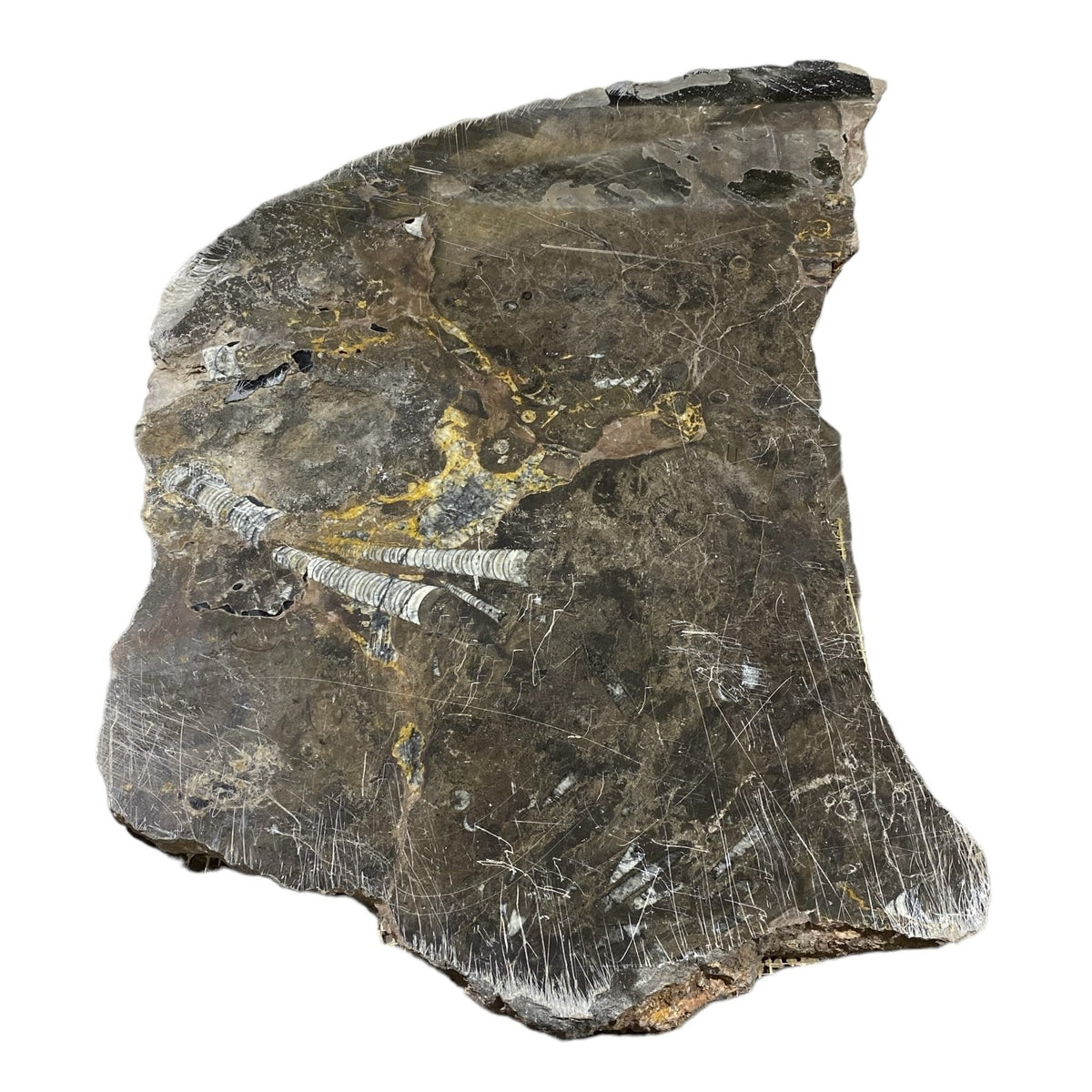 Batu Fosil 23lb 15x23 #381036