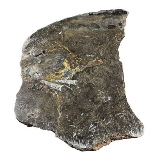 Batu Fosil 23lb 15x23 #381036