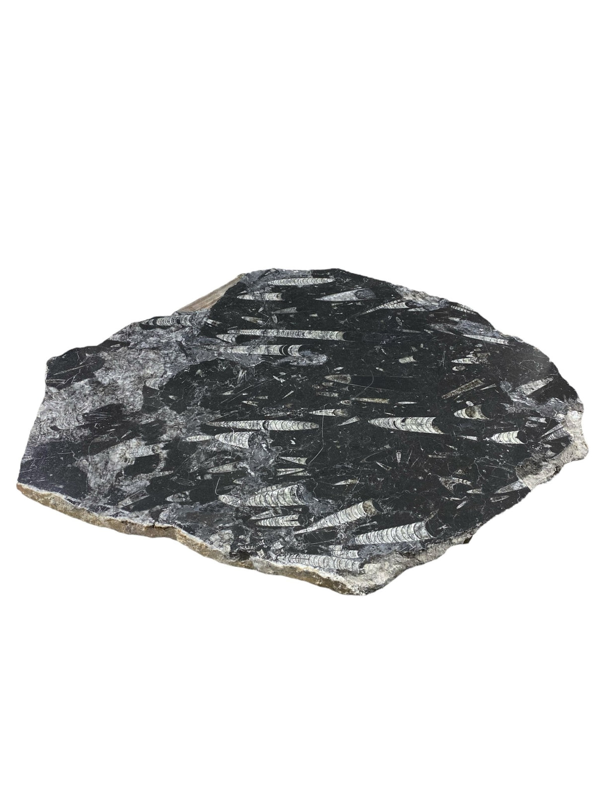 33lb Fossil Stone 21x27 #381038