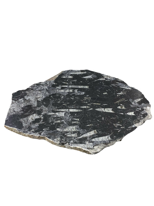 Batu Fosil 33lb 21x27 #381038