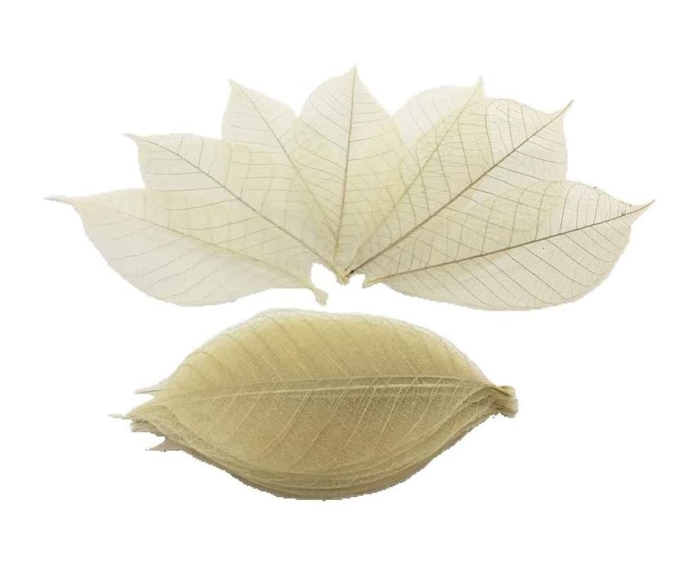 Getah &amp; Daun Ficus (Pek 10)