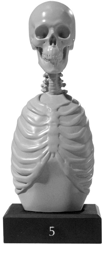Anatomy Tools Skeleton Torso 5pc Set