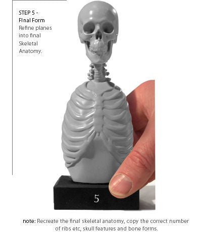 Anatomy Tools Skeleton Torso 5pc Set